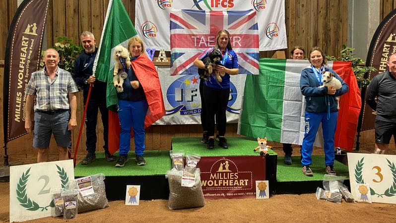 Daisy, il barboncino che ha guidato la pattuglia di "Italian dogs" al World Agility Championship di Lincoln, nel Lincolnshire ed ha conquistato il secondo posto.